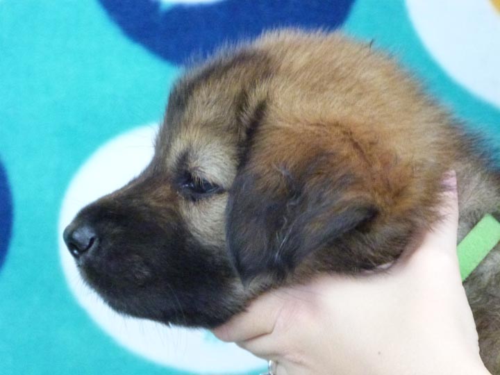 chinook puppy
